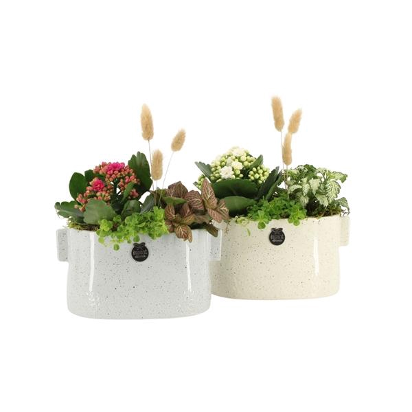 <h4>Arrangementen kamerplanten 6%</h4>