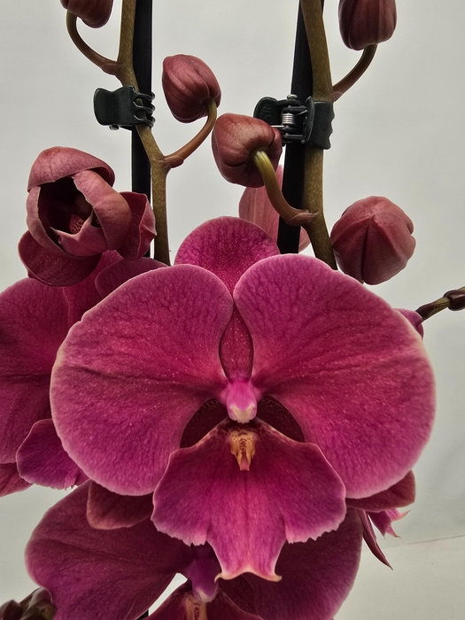 <h4>Limited 51 week 10</h4>