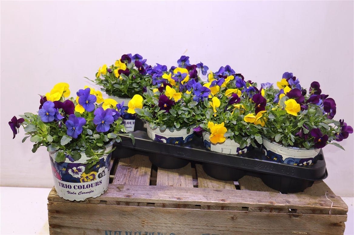 <h4>Vio Tricolor</h4>