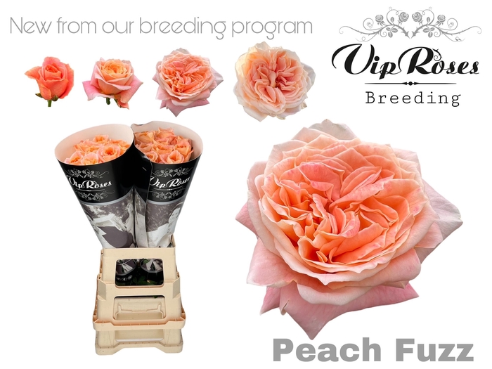 <h4>R GR PEACH FUZZ</h4>