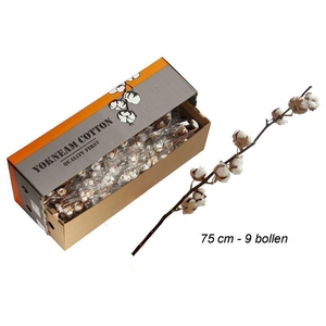 GOSSYPIUM WIT 8 KOP  H%