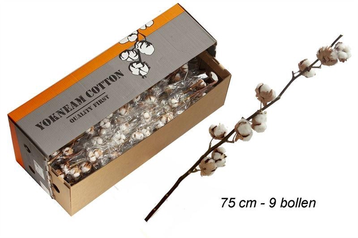 <h4>GOSSYPIUM WIT 8 KOP  H%</h4>