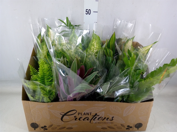 <h4>Planten Groen   ...mix 12</h4>
