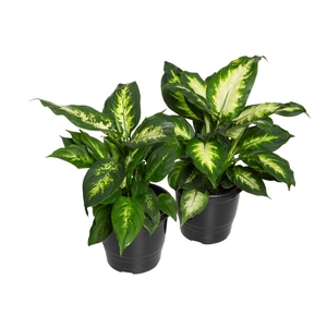 DIEFFENBACHIA VARIADO P17