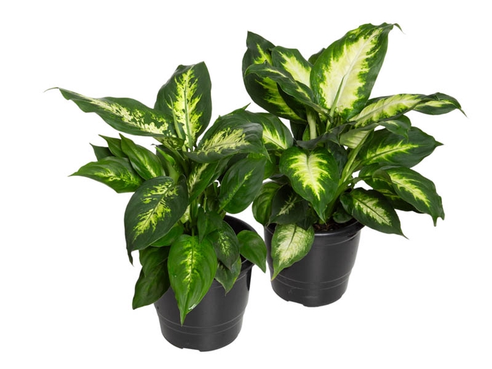 <h4>DIEFFENBACHIA VARIADO P17</h4>