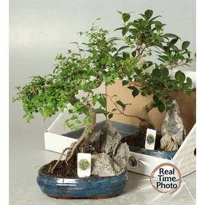 BONSAI GEM