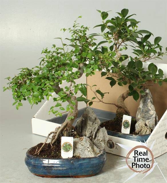 <h4>BONSAI GEM</h4>