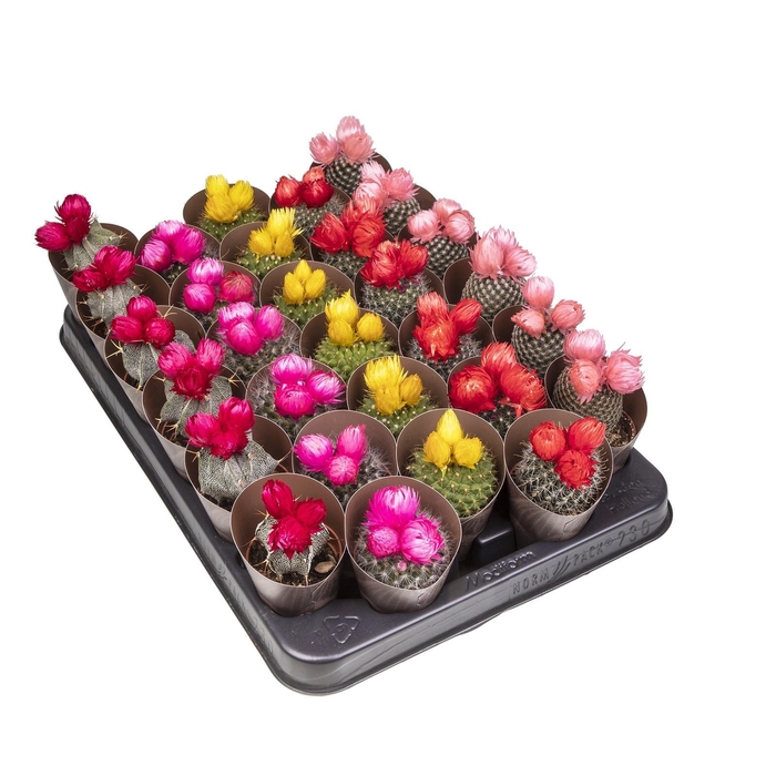 <h4>CACTUS VERSIERD</h4>