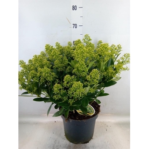 Skimmia jap. 'Finchy'