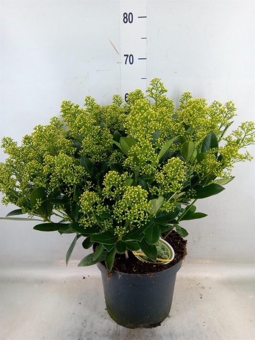 <h4>Skimmia jap. 'Finchy'</h4>