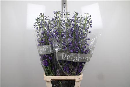 <h4>Delph Du Jewel</h4>