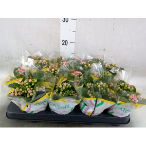 Kalanchoe blos. 'Calandiva Weaver'