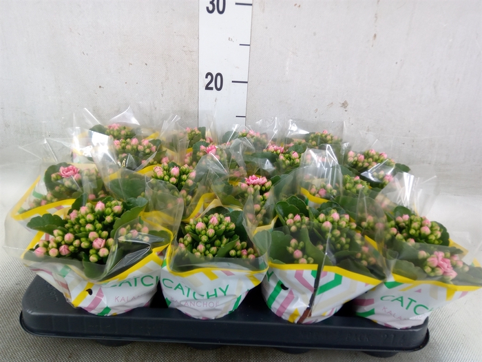 <h4>Kalanchoe blos. 'Calandiva Weaver'</h4>