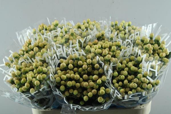 <h4>Hypericum Gelato (creme)70cm</h4>