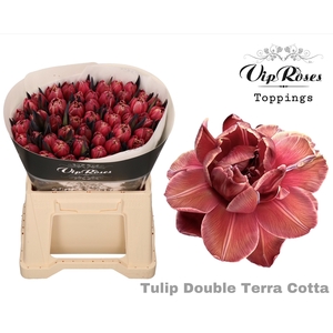 Tu Du Vip Double Terracotta