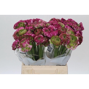 Ranunculus Pon Pon Malva