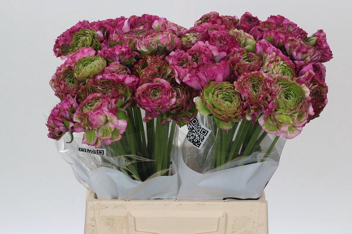 <h4>Ranunculus Pon Pon Malva</h4>