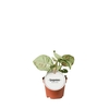 Syngonium
