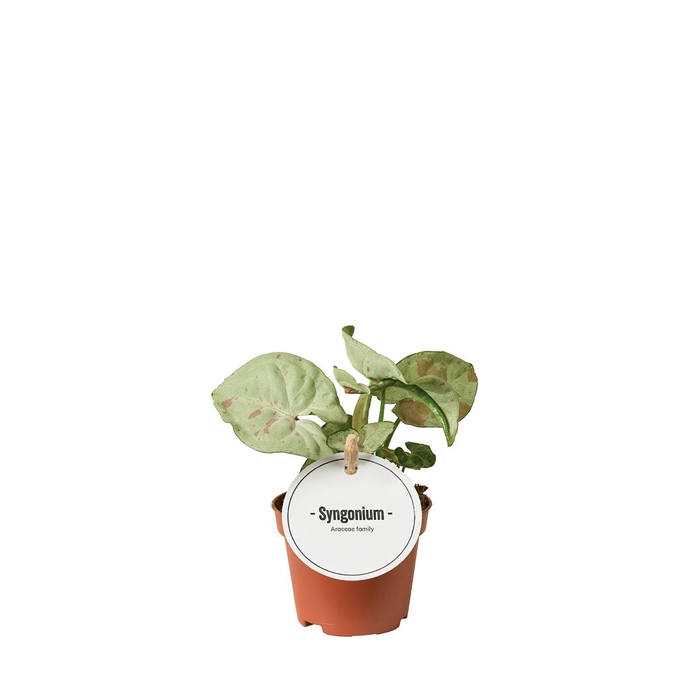 <h4>Syngonium</h4>