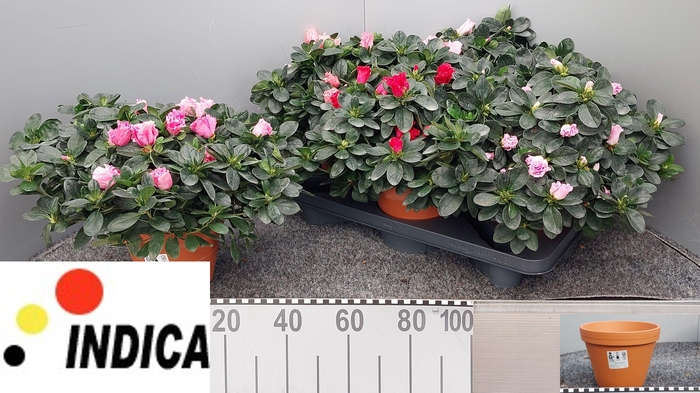 <h4>RHODO SI V GEM 5 SRT</h4>