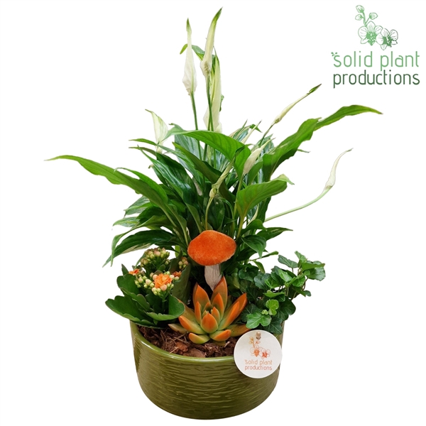 <h4>SE003 Loes Green Orange Echeveria</h4>