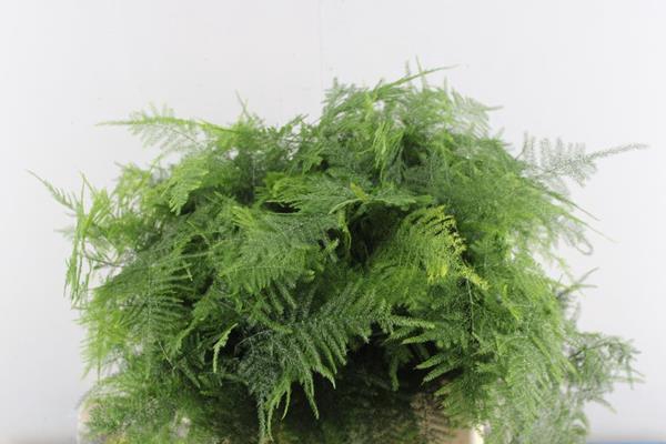 <h4>Asparagus 1ste Veren L 45</h4>