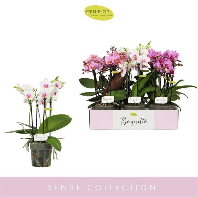 <h4>PHAL OPTI BOQUETTO PINKO MIX 3-5 SPIKE</h4>
