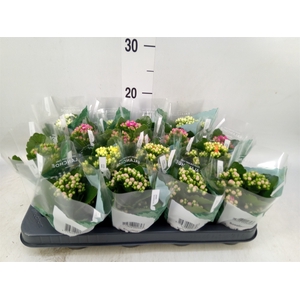 Kalanchoe blos. 'RosDon Collection'