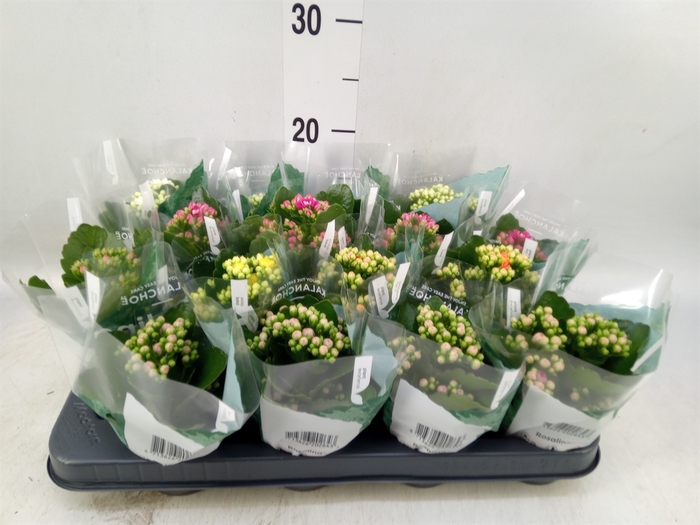 <h4>Kalanchoe blos. 'RosDon Collection'</h4>