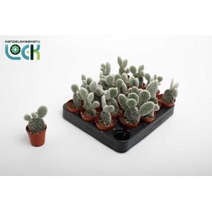 Opuntia Microdasys Albispina