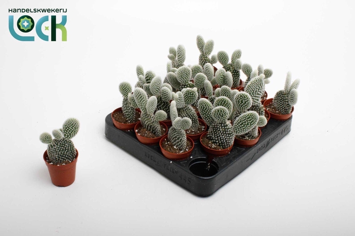 <h4>Opuntia Microdasys Albispina</h4>