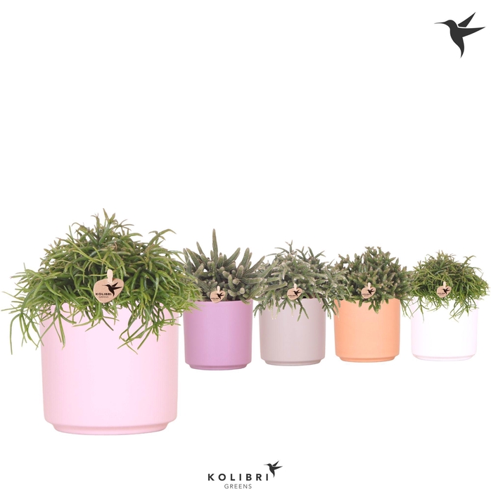 <h4>Kolibri Greens Rhipsalis mix in Simplicty pot mix</h4>