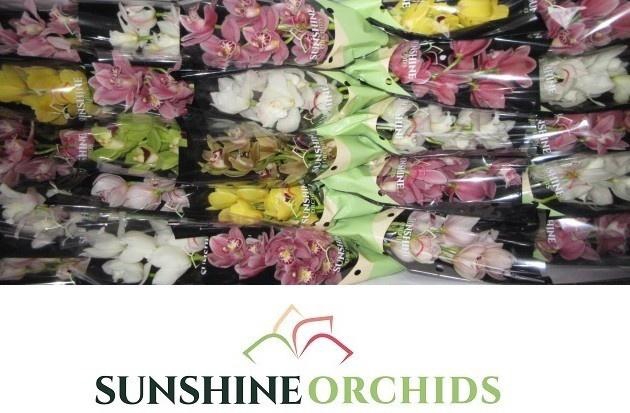 <h4>CYMB MI GEM</h4>