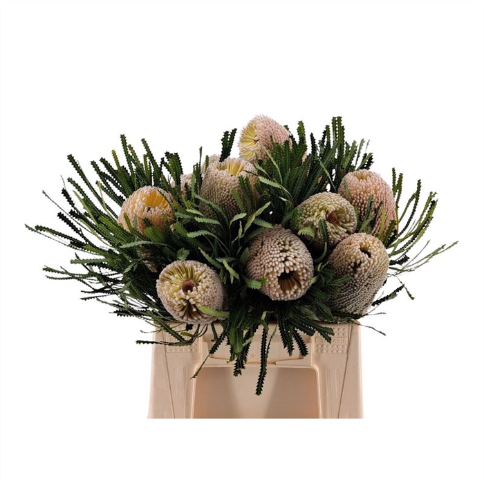 <h4>Banksia Hookeriana</h4>