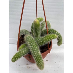 Cactus hangplant