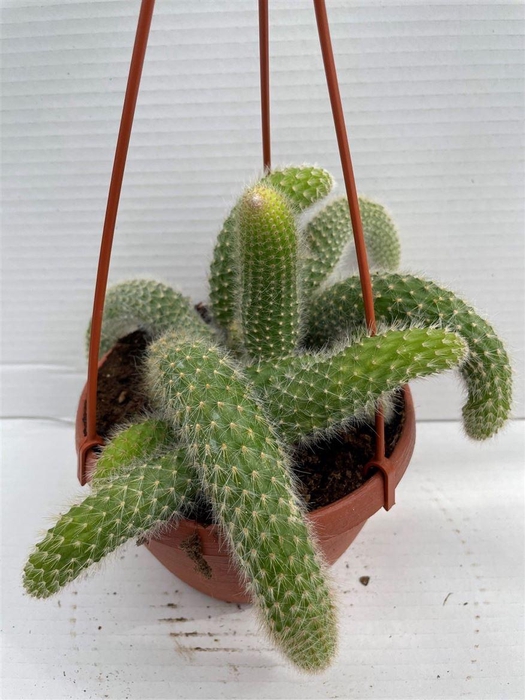 <h4>Cactus hangplant</h4>
