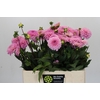 Dahlia Wizard of Oz