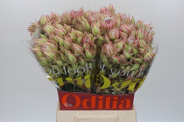 <h4>Blushing Bride Pink 10+ Flowers</h4>