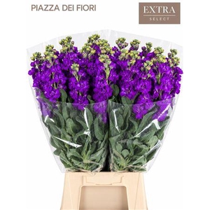 MATTHIOLA IRON PURPLE