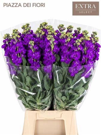 <h4>MATTHIOLA IRON PURPLE</h4>