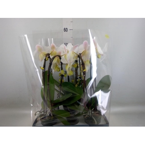 Phalaenopsis   ...white