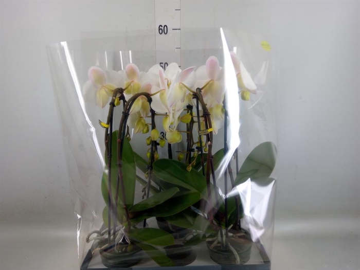 <h4>Phalaenopsis   ...white</h4>