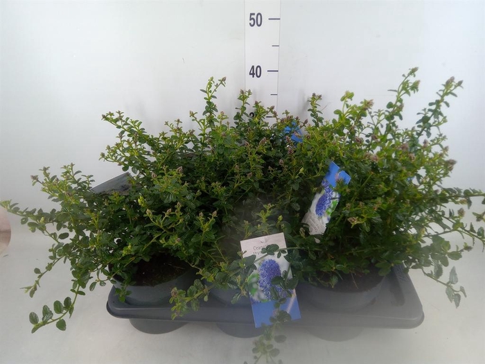 <h4>Ceanothus thyrsiflorus var. repens</h4>
