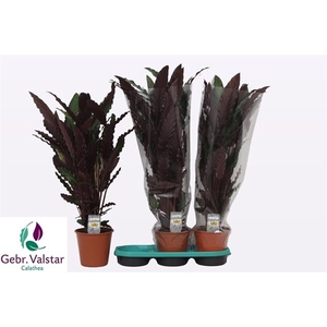 Calathea Rufibarba Wavestar 19Ø 80cm