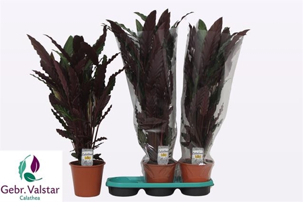 Calathea Rufibarba Wavestar 19Ø 80cm