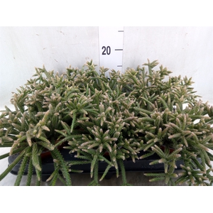 Rhipsalis baccifera subsp. horrida