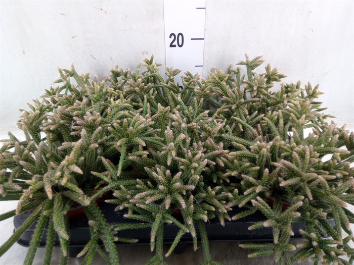 <h4>Rhipsalis baccifera subsp. horrida</h4>