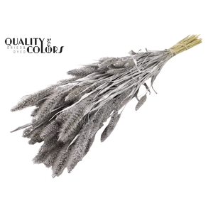 Setaria per bunch Silver