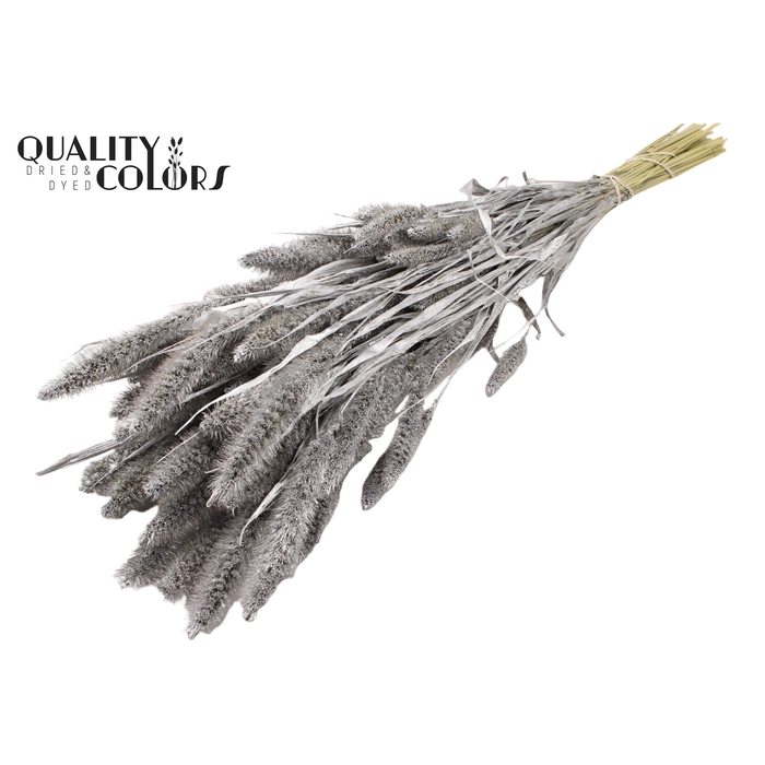 <h4>Setaria per bunch Silver</h4>