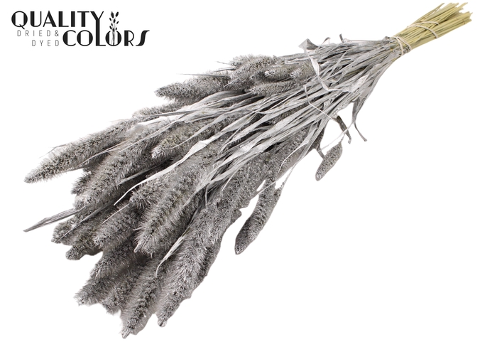 Setaria per bunch Silver